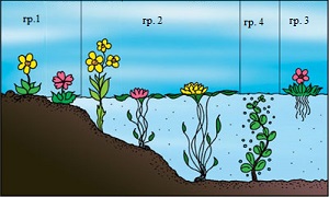 разделение водных растений на группы