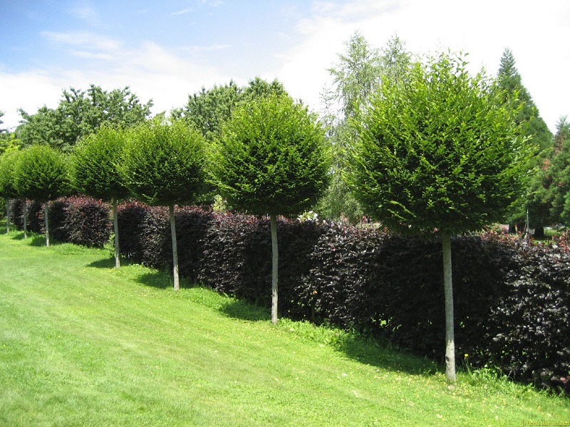 Пример посадки кустарника и деревьв в живую изгородь