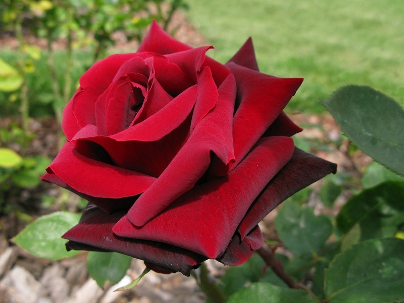 роза чайно-гибридная Перль-Нуар
